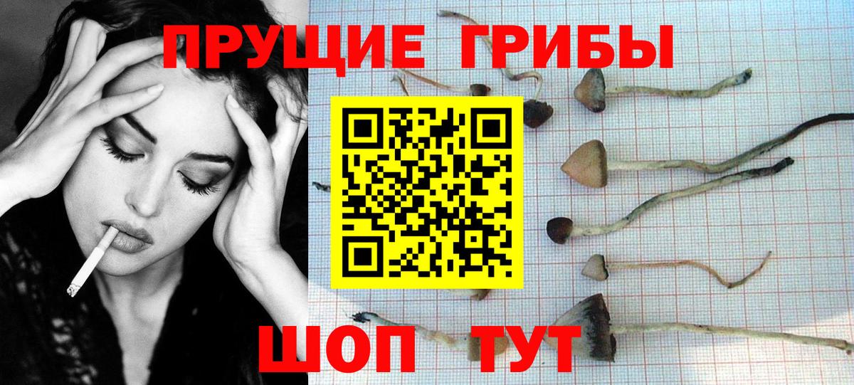 Псилоцибиновые грибы прущие грибы Петропавловск-Камчатский